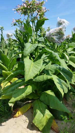 PLANT